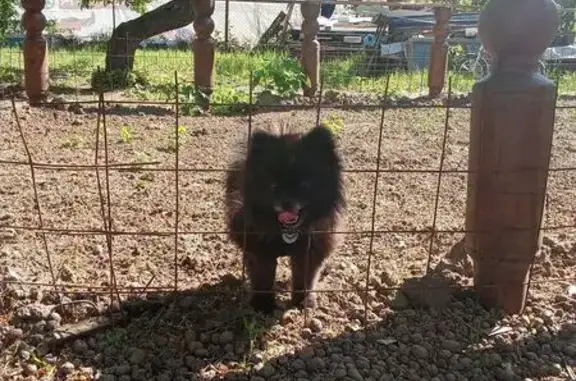 Пропала собака, Серпуховская 27, Калининград