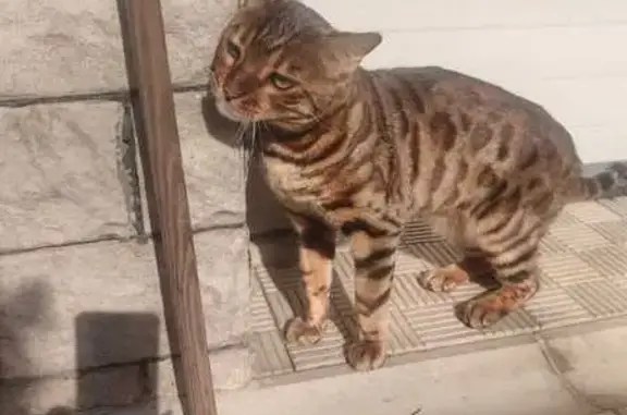 Пропала кошка, Благодатная ул., Видное