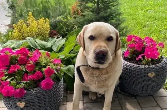 Собаки потеряшки, Одинцово, фото: Потеряшка лабрадор в деревне Жаворонки, Московская область