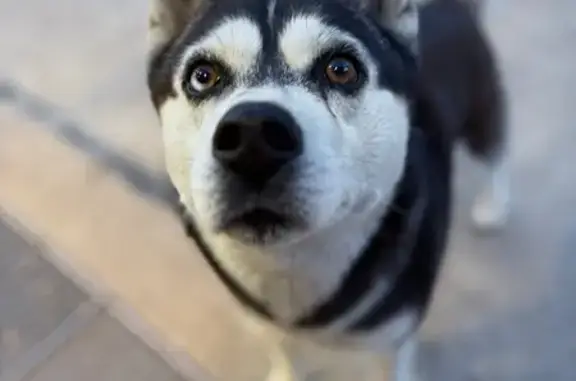 Найдена собака, Краснодарский край, фото: Собака найдена: Дон, Краснодарский край