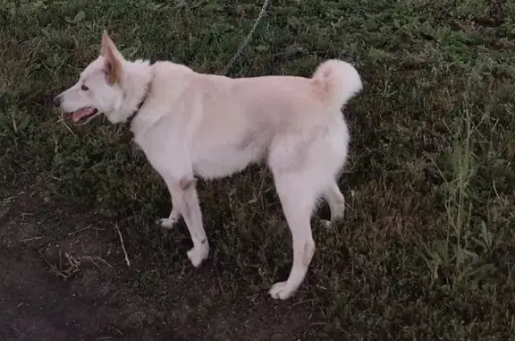 Пропала собака, Московское шоссе 1Б