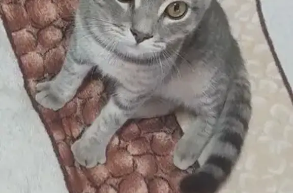 Найдена кошка, Чебоксары, фото: Кошка найдена: пр. Тракторостроителей, 77