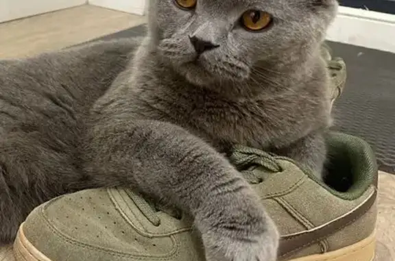 Кошки потеряшки, Разметелево, фото: Потеряшка кошка, Павловская 53, Всеволожск