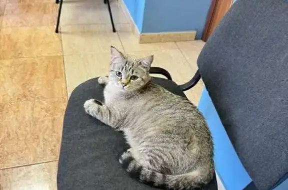 Кошки потеряшки, Ростов-на-Дону, фото: Потеряшка кошка, ул. Зенитчиков, Ростов-на-Дону