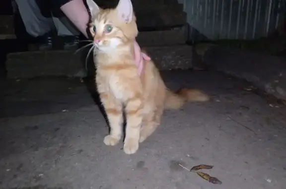 Найдена кошка, Псков, фото: Найдена кошка у Западной 2А, Псков