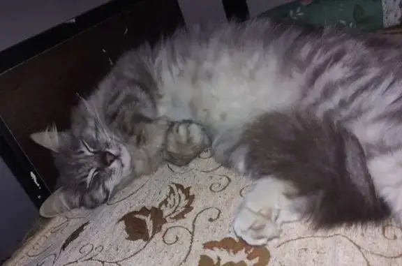 Пропала кошка, ул. Гаспринского, Украинка