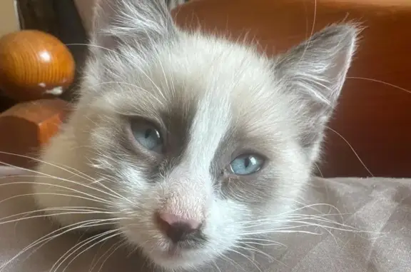 Пропала кошка, ул. Волкова 13, Тула