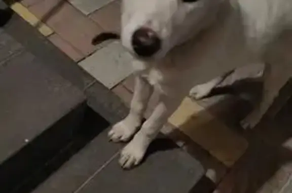 Найдена собака, Вавилова 38, Саратов