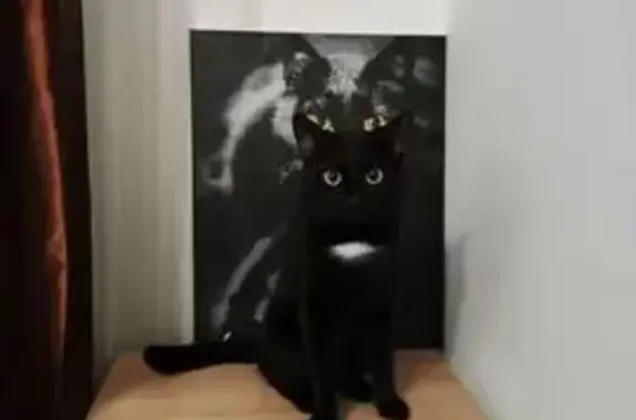 Объявления о пропавших и найденных животных, Санкт-Петербург, фото: Пропала кошка, Шувалова 19 к2, Мурино