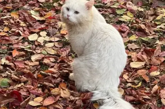 Пропал белый котик, МО, 61