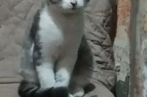 Найдена кошка, , фото: Котик найден на ул. Карла Маркса, 97, Армавир