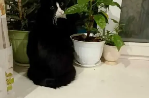 Кошки потеряшки, Чита, фото: Потеряшка кошка, Голубичная ул., Чита