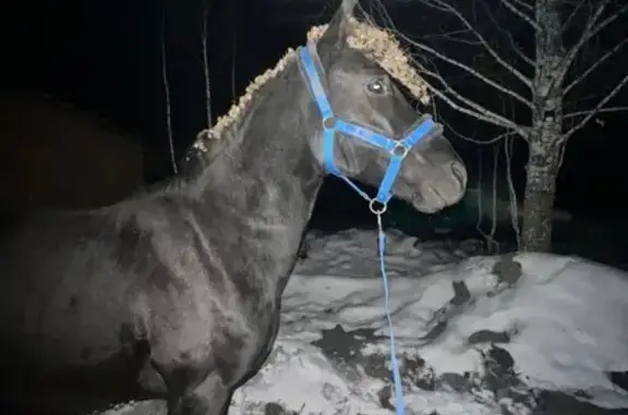 Пропал вороной жеребец, ул. Се...