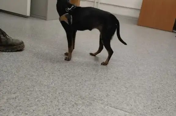 Найдена собака, Екатеринбург, фото: Собака найдена: Братская ул, 8, Екатеринбург