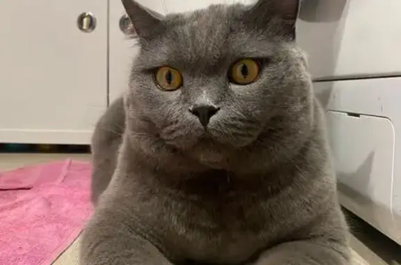 Кошки потеряшки, Южно-Сахалинск, фото: Потеряшка кошка, пр. Мира 186, Южно-Сахалинск