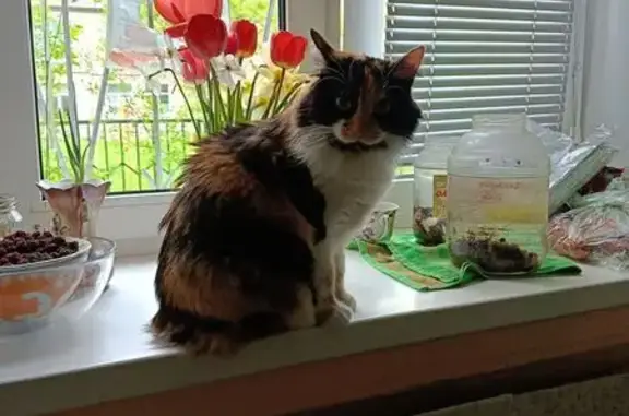 Пропала кошка, проезд Швейников, 4 к2