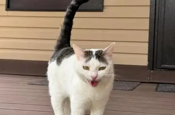 Пропала кошка, Голицыно, МО