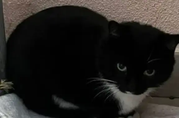 Найдена кошка, Екатеринбург, фото: Кошка найдена: ул. Патриотов, 6 к3, Екб