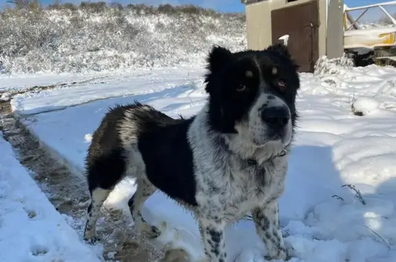 Найдена собака, Омск, фото: Найдена собака на ул. 3-я Просторная, Омск