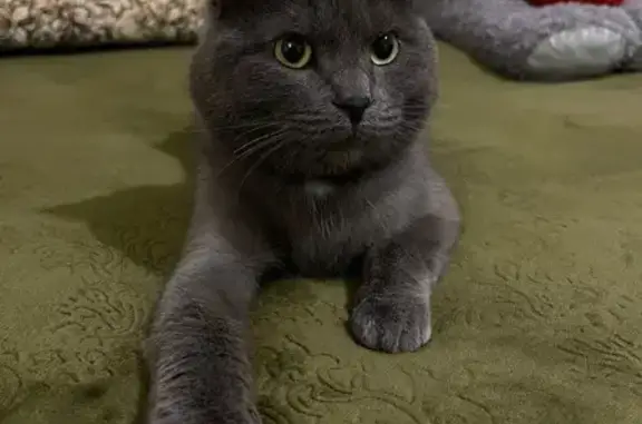 Пропала кошка, ул. Лазо 35, Новосибирск