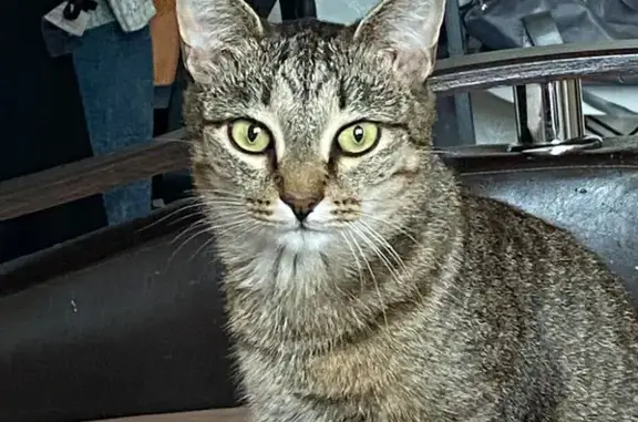 Пропала кошка, ул. 10 Августа, 73/12