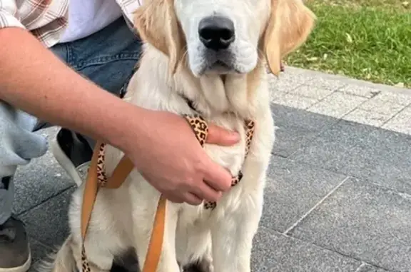 Пропала собака в МО, кличка Макс