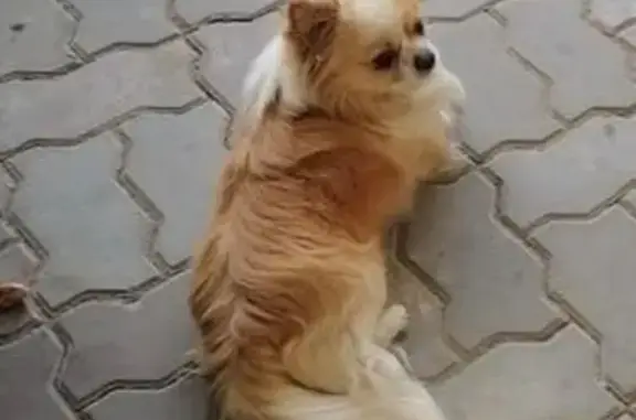 Собаки потеряшки, Волгоградская область, фото: Потеряшка собака в Камышине, Волгоградская область