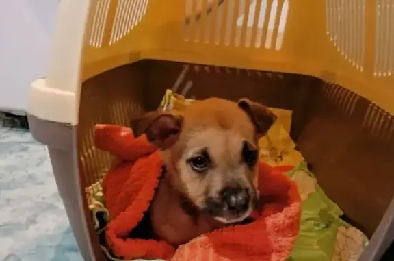 Собака найдена: Студёная ул., Саратов