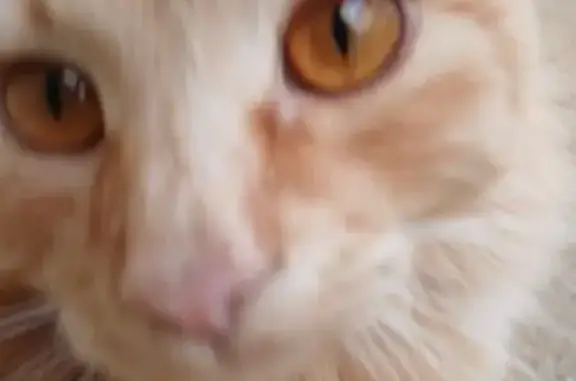 Найдена кошка, , фото: Рыжая кошка найдена на Сиреневой, Супсех