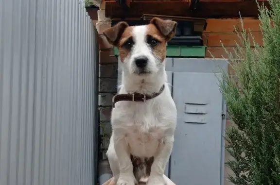 Пропал джек-рассел, Навлинская 53, Волгоград