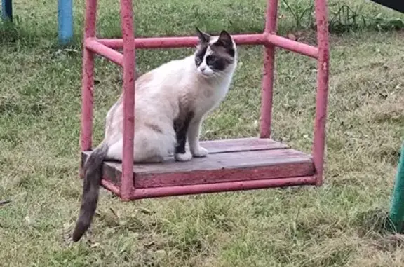 Кошки потеряшки, , фото: Потеряшка сиамская кошка, пр. Мира, 15 к2