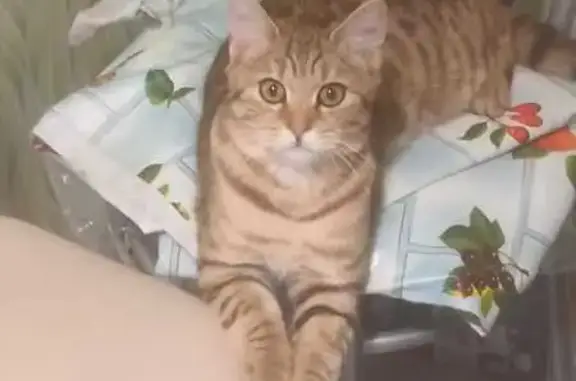 Пропал кот, Магнитогорск, Челябинская обл.