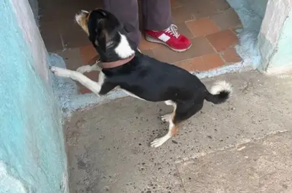 Собака найдена: Трактовая ул. 8, Чита