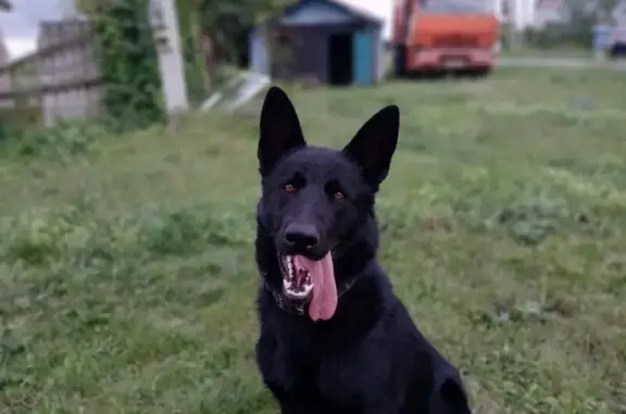 Пропала овчарка, Калиновая 5, Губкин