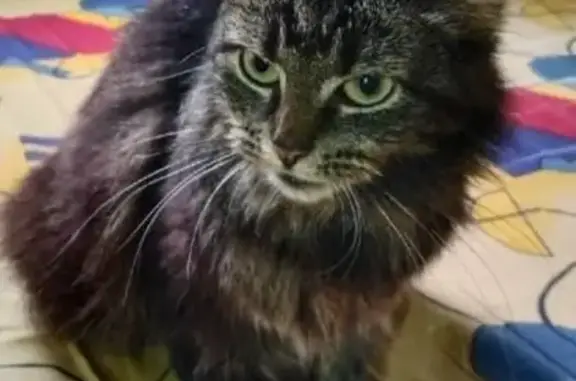 Пропал кот Русик, Кировская ул. 2, Синявино