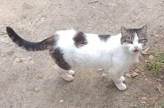 Найдена кошка, Калуга, фото: Найдена белая кошка, ул. Константиновых, 13