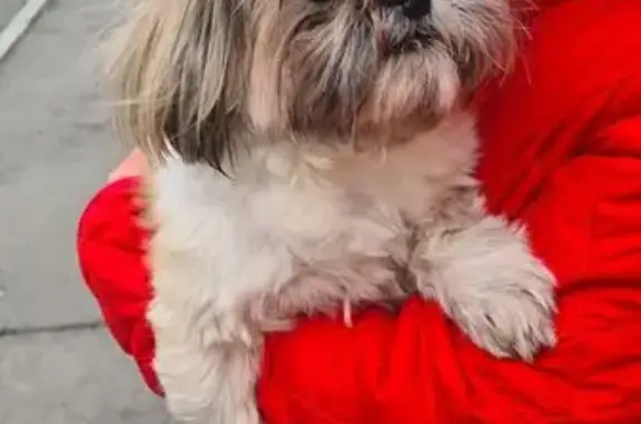 Найдена собака, Челябинск, фото: Собака найдена: ул. Овчинникова, 7, Челябинск