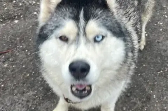 Найдена собака, Волгоград, фото: Собака найдена: ул. Колесникова, 76, Волгоград