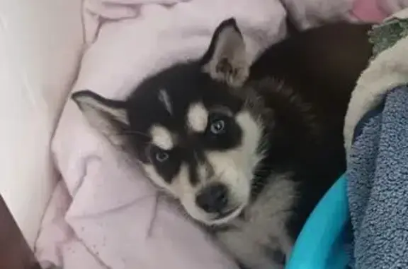 Собаки потеряшки, Брянск, фото: Потеряшка собака, ул. Чехова, 36, Брянск