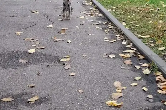 Собака найдена у школы, ул. 26 Июня, 101