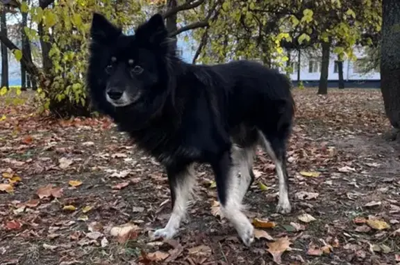 Собака найдена в парке, Ленина 15, Чебоксары