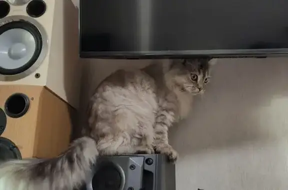 Найденные животные Мурманск, фото: Кошка найдена на Подгорной, Мурманск