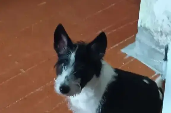 Пропала собака, ул. Матросова, 3, Усолье