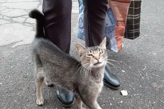 Кот найден: ул. Бабича, Ярославль