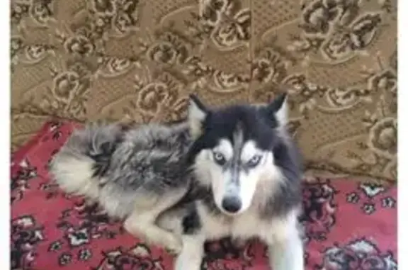 Пропала хаски, хутор, Псковская область