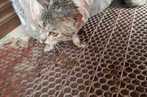 Кошка Нала найдена, Коммунистический 6