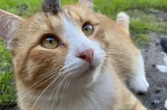 Пропала кошка, 1-я аллея, Омск