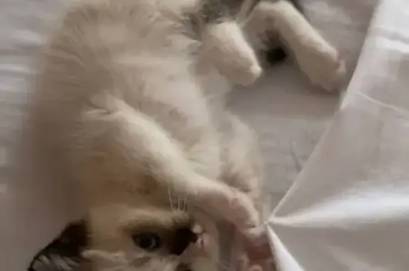 Пропала кошка, ул. Онуфриева, 24/1