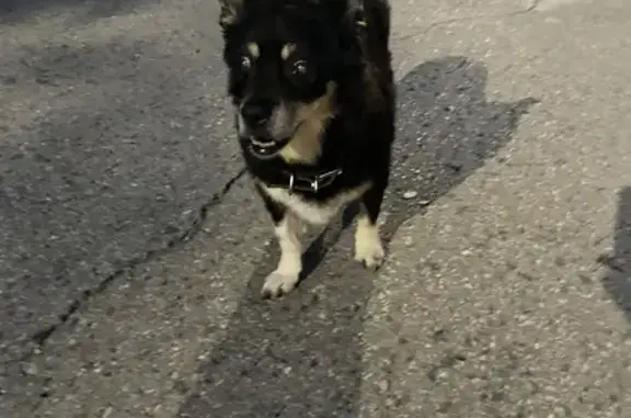 Собака найдена: проспект Мира, 78, Чебоксары