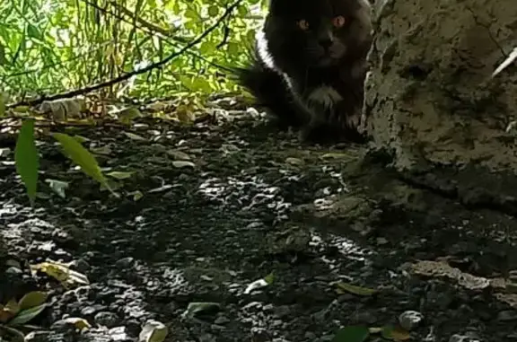 Найдена кошка, Тюмень, фото: Кошка найдена: Холодильная 84, Тюмень